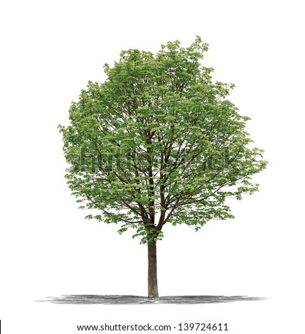 View High Resolution Green Tree Isolated Stock Photo 142026739