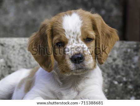 Brittany Puppy French Brittany Spaniel Orange Stock Photo (Royalty Free ...