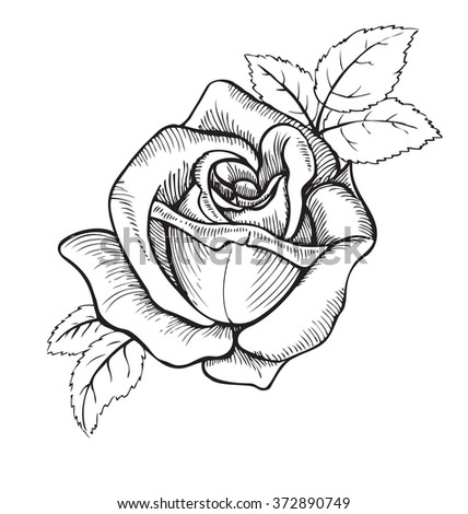 Beautiful Rose Style Black White Engraving Stock Vector 137118296 ...