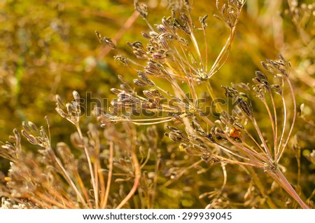 cumin plant stock images royalty free images vectors cumin plant inspired room cumin plant stock images royalty free images vectors cumin plant stock images royalty free images vectors cumin plant inspired room cumin plant stock images royalty free images vectors