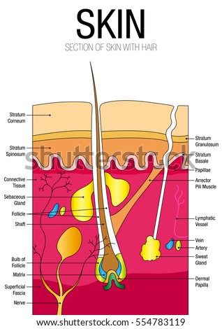 Human Anatomy Stock Photos, Royalty-Free Images & Vectors - Shutterstock