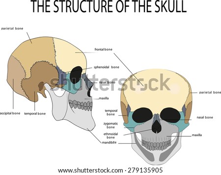 What is the anatomy of the skull?