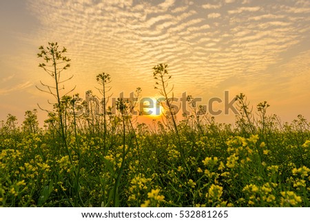 Flower reform at Thai Binh, Viet Nam