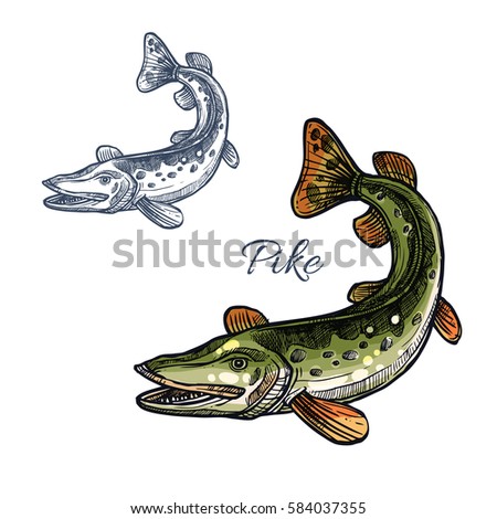 Download Walleye Stock Images, Royalty-Free Images & Vectors ...