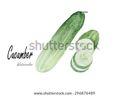 Cucumber hand drawn watercolor painting on white background. Vector illustration