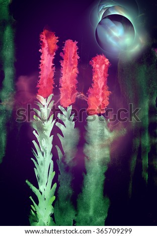 Dicotyledon Stockfoto's rechtenvrije afbeeldingen en vectoren 