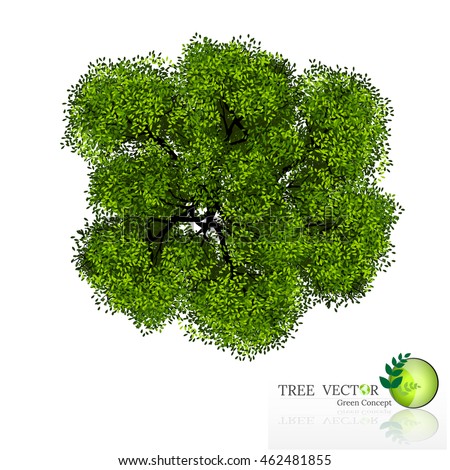 Oak tree vector free