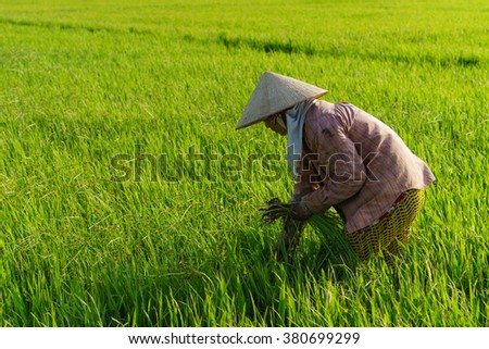 TIEN GIANG, VIETNAM - 21 FEB, 2016: The farmer is weeding on the field, Mekong delta, Vietnam