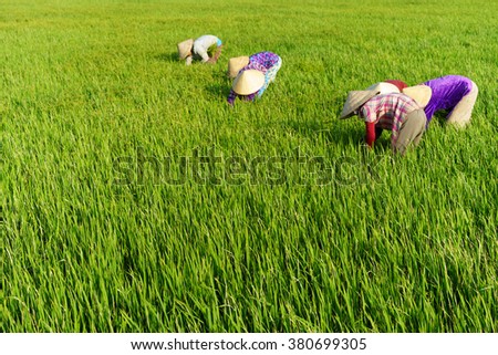 TIEN GIANG, VIETNAM - 21 FEB, 2016: The farmers are weeding on the field, Mekong delta, Vietnam