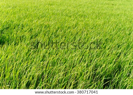 The photograph of rice fields in Tien Giang, Vietnam. Tien Giang is a province in the Mekong Delta region of southern Vietnam.