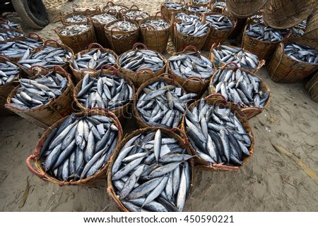 LONG HAI, VIETNAM - 03 JULY 2016: Fresh fish piled up in bamboo baskets at Long Hai fishing port, Ba Ria Vung Tau province