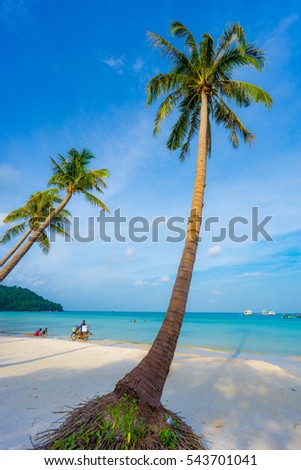 Phu Quoc Island, Vietnam travel - July 24, 2016: Curved beauty coconut tree in Phu Quoc, Kien Giang province, Vietnam