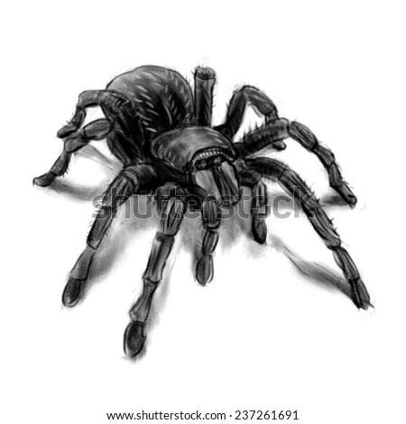 Spider hand drawing isolated on white background - stock photo