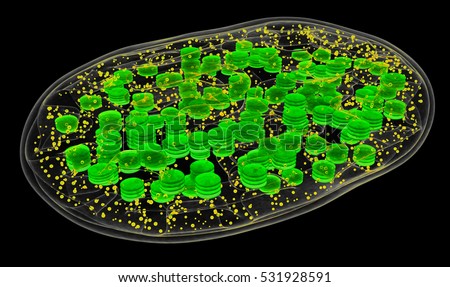 Chloroplast Stock Images, Royalty-Free Images & Vectors | Shutterstock