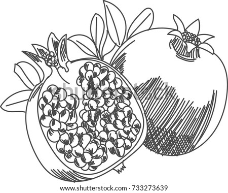 Coloring Book Fruits Vegetables Pomegranate Stock Vector 293011766 ...