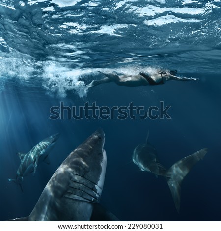 https://thumb7.shutterstock.com/display_pic_with_logo/324673/229080031/stock-photo-great-white-sharks-hunting-brave-female-swimmer-from-deep-229080031.jpg