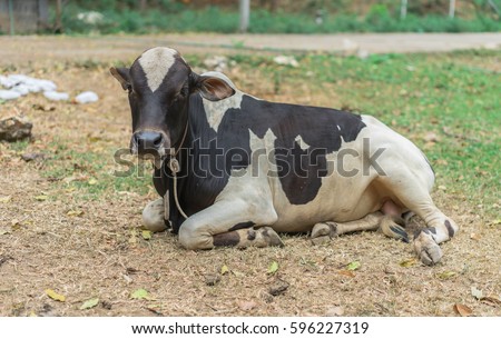 Black and white laughing cow on a farm.