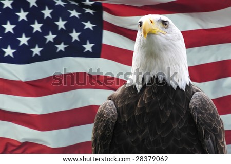 Majestic Bald Eagle In Front Of Usa Flag American Bald Eagle Symbol America With Stock Photo