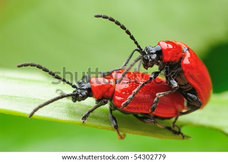 eggs insect mating beetle lily scarlet shutterstock biden hardrive disturbing giuliani hunter very things vectors royalty
