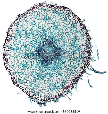 Allium Tuberosum Monocot Root Cross Section Stock Photo 33076240 ...