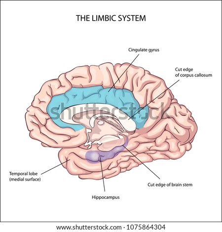 Emotional Intelligence Limbic System Anatomy Central Stock Vector