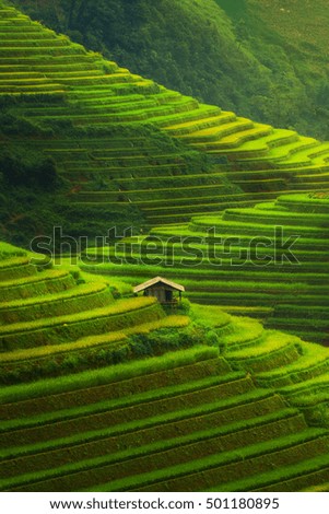Terraced rice field in Mu Cang Chai, Vietnam near Sapa. Mu Cang Chai rice fields stretch across mountainside in Vietnam.
