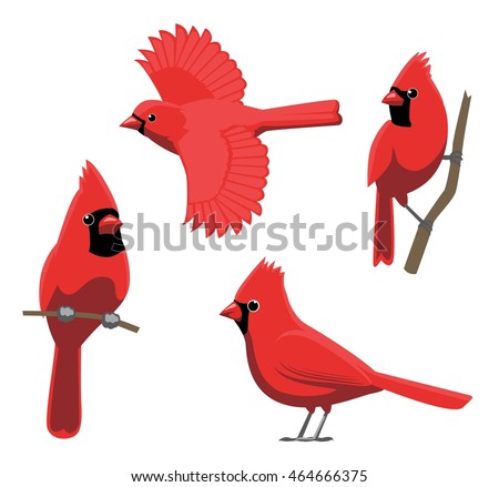 Cardinals Stock Images, Royalty-Free Images & Vectors | Shutterstock