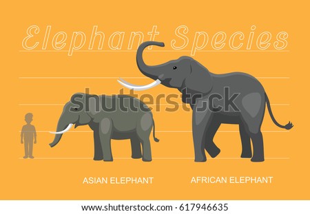 Elephant Sizes Comparison Cartoon Vector