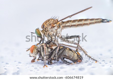Zebra Mantis Shrimp Diet Protein