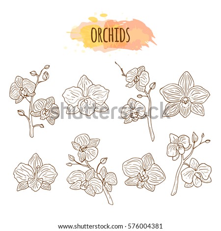 Orchid flowers hand drawn set.
