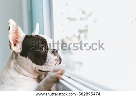 French bulldog dog waiting for owner at the window