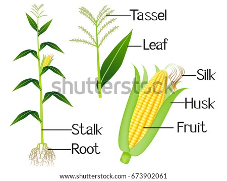 Maize Plant Stock Images, Royalty-Free Images & Vectors | Shutterstock