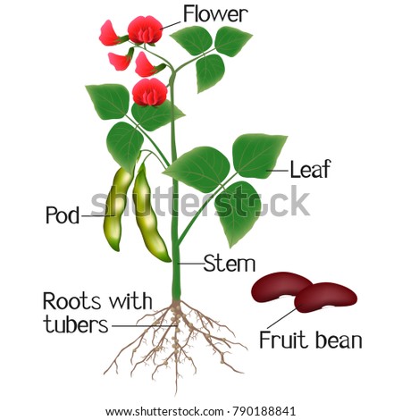 Plant Part Stock Images, Royalty-Free Images & Vectors | Shutterstock