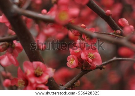 Beautiful Pink flower with raindrops on black background
