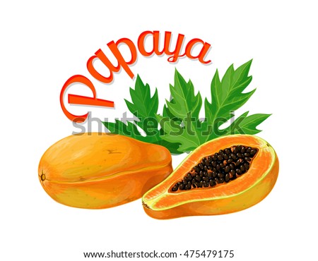 Papaya. Vector illustration made in a realistic style. Isolated on white background.