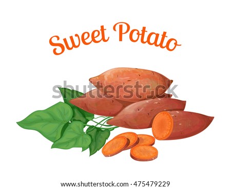Sweet potato. Vector illustration made in a realistic style, on a white backgrou.nd