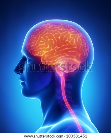 brain and spinal cord