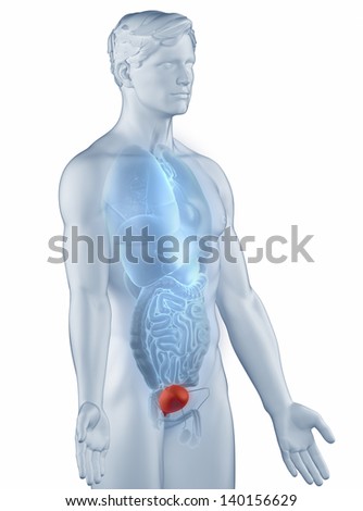 Ureter Position Anatomy Man Isolated Stock Illustration 140156230