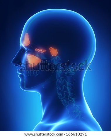 Maxillary Stock Photos, Images, & Pictures | Shutterstock