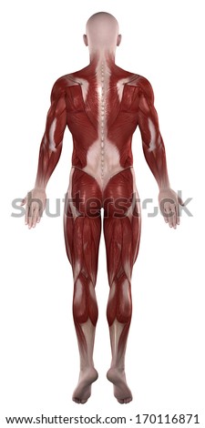 Male Muscular System Stock Illustration 55764247 - Shutterstock