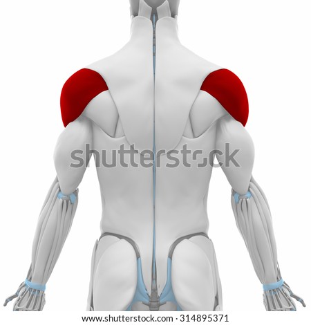 Posterior Deltoid Stock Images, Royalty-Free Images & Vectors
