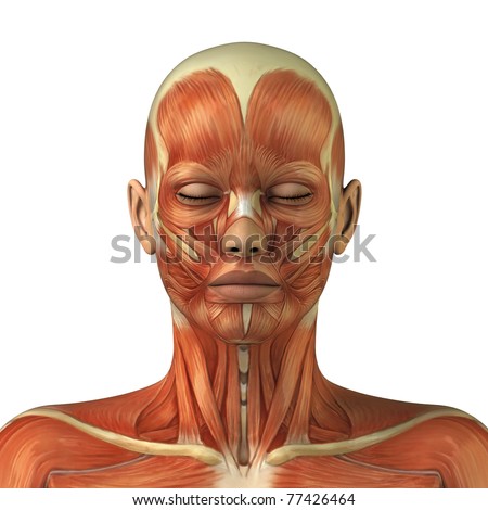 Human Muscles Stock Photos, Images, & Pictures | Shutterstock