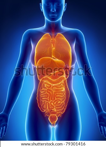 Anterior View Human Body Stock Illustration 193303241 - Shutterstock