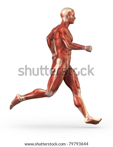 External Oblique Muscle Stock Images, Royalty-Free Images & Vectors