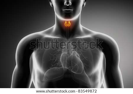Woman Urogenital Anatomy Stock Illustration 157329725 - Shutterstock