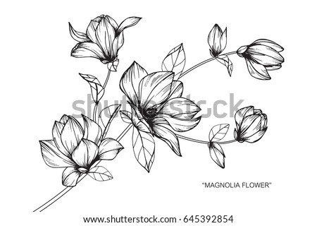 Magnolia Flowers Drawing Sketch Lineart On Image ...