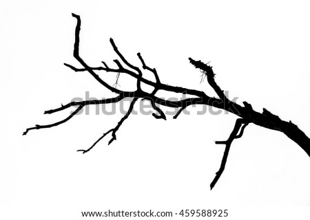 Vector Silhouette Birds On Branch Stock Vector 35456719 - Shutterstock