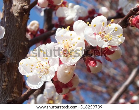 Apricot blossom. Fresh spring backgrund