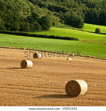 Hey Stack On The Farm Field In Wales Uk Hay Bales On Farm Rural Prince Stock Photo 318154940
