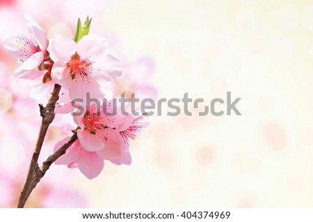 Beautiful Sakura flower on white background.Shallow DOF by wide aperture.